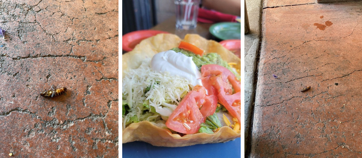 Alberto's Cantina