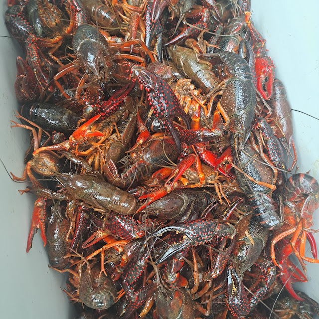 Boiled Crawfish