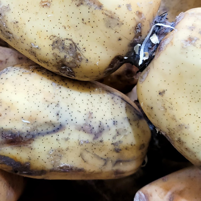 Potato