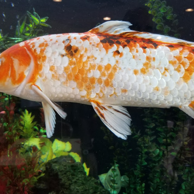 Aquarium