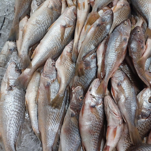 Just Fish