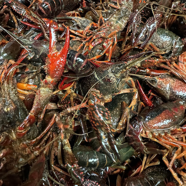 Hot Boiled Crawfish
