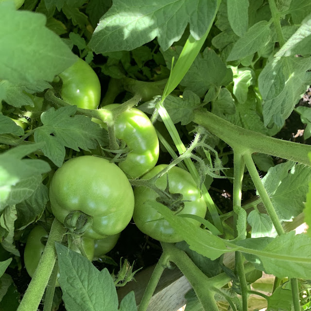 Tomato